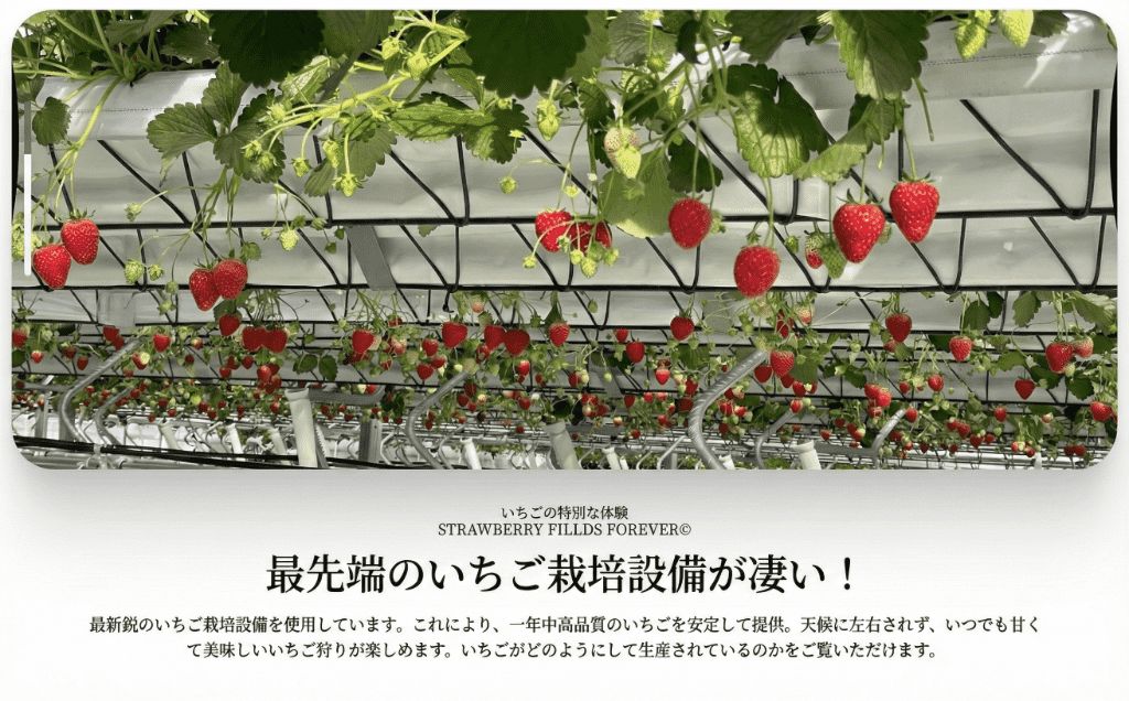 いちご狩り 1名様分 45分 体験チケット 10種類 食べ比べ 関東 予約 最新鋭 いちご 苺 ストロベリー ブランドいちご 採れたて 特別栽培 果物 入園券 券 カップル 夫婦 友人 友達 子連れ 休日 フルーツ フルーツ狩り 果物狩り アクセス お出かけ 思い出 観光 リッチフィールド株式会社 湘南 藤沢 神奈川