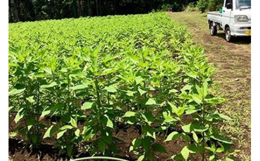 訳あり 旬 の 野菜セット 8品 種類おまかせ 旬 野菜 やさい yasai ヤサイ 野菜セット やさいセット 旬の野菜 お野菜 健康 果樹 栽培 自然 春野菜 夏野菜 秋野菜 冬野菜 不揃い おまかせ 訳アリ 訳あり品 わけあり 訳有 ワケアリ 数量限定 農家直送 産地直送 神奈川 湘南 藤沢