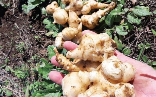選べる 収穫体験 さつまいも 菊芋 1 ～ 3名 体験 芋掘り サツマイモ お土産 3kg お持ち帰り チケット 券 観光 レジャー 行楽シーズン 甘い スイーツ 秋の味覚 旬 やさい 野菜 アウトドア 自然 食育 子供 お子様 ファミリー カップル 親子 友達 素材 ブタイモ カライモ 農園 観光 神奈川 湘南 藤沢