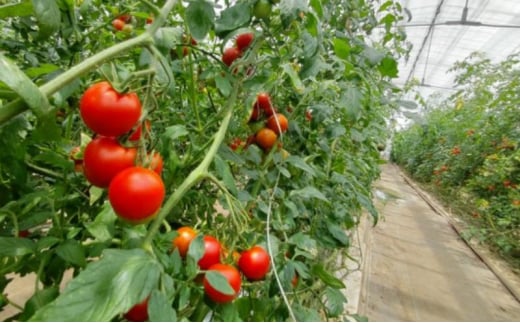 トマト フルーツトマト 4.8kg～7.2kg 4箱 フルティカ 藤沢市 野菜 とまと ミニトマト ハウス栽培