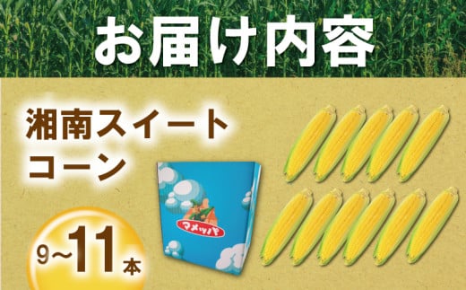 スイートコーン とうもろこし 3,6kg (9~11本) 先行予約 【2026年6月発送】 コーン 湘南産 トウモロコシ 湘南スイートコーン 採れたて とれたて 新鮮 ジューシー 甘い とうきび 国産 旬 野菜 やさい 冷蔵 食品 期間限定 まめっぱ農園 神奈川 湘南 藤沢