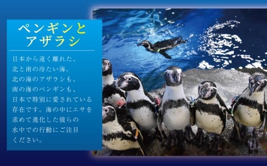 体験 水族館 新江ノ島水族館 えのすい ぬいぐるみ 付き 入場券 えのしま 江の島 大水槽 イルカ アシカ クラゲ あわたん チケット 前売 入場券 大人1枚 利用券 引換券 体験チケット 体験型 アクティビティ 前売り入場券 動物 カップル 家族 ファミリー お土産 ギフト プレゼント 神奈川 湘南 藤沢