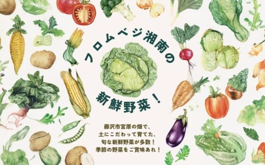 訳あり さつまいも シルクスイート 10kg 訳アリ 訳有 サツマイモ 薩摩芋 さつま芋 デザート しるくすいーと スイーツ 甘芋 スイートポテト sweet potato 蜜 蜜芋 芋 イモ 旬 秋野菜 秋の味覚 おやつ 食物繊維 数量限定 農家直送 産地直送 神奈川 湘南 藤沢 フロムベジ湘南