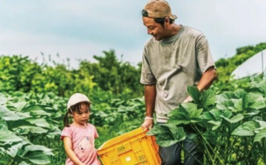 訳あり とうもろこし 計 10本 約 4 ～ 5kg おまかせ 雪の妖精 ミルフィーユ 訳アリ 訳有 朝採り とれたて トウモロコシ 先行予約 2026年6月発送 コーン 新鮮 ジューシー 甘い 美味い おやつ とうきび 国産 旬 夏野菜 野菜 やさい 数量限定 農家直送 産地直送 神奈川 湘南 藤沢 フロムベジ湘南