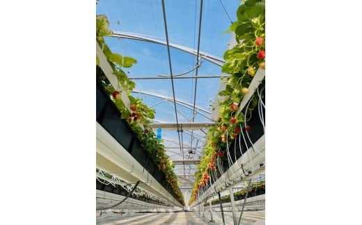 小粒いちご 特別栽培 よつぼし 計1kg 先行受付 2026年3月発送開始 約 250g × 4パック GLOBALG.A.P.認証 ブランドいちご 苺 イチゴ ストロベリー strawberry フルーツ 果物 旬 数量限定 期間限定 産地直送 おすすめ ichigo リッチフィールド株式会社 湘南 藤沢 神奈川