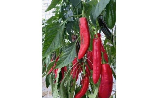 パプリカ 2kg 2~3種 バラエティ セット 品種 おまかせ 肉厚 特別栽培 新鮮 ジューシー 栄養 野菜 国産 ドルチェ  パレルモ GLOBALG.A.P.認証 レシピ ビタミン マリネ ラタトゥイユ お弁当 子ども カレー キーマカレー おやつ そのまま 贈答 リッチフィールド株式会社 湘南 藤沢 神奈川