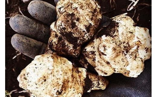 訳あり 旬 の 野菜セット 8品 種類おまかせ 旬 野菜 やさい yasai ヤサイ 野菜セット やさいセット 旬の野菜 お野菜 健康 果樹 栽培 自然 春野菜 夏野菜 秋野菜 冬野菜 不揃い おまかせ 訳アリ 訳あり品 わけあり 訳有 ワケアリ 数量限定 農家直送 産地直送 神奈川 湘南 藤沢