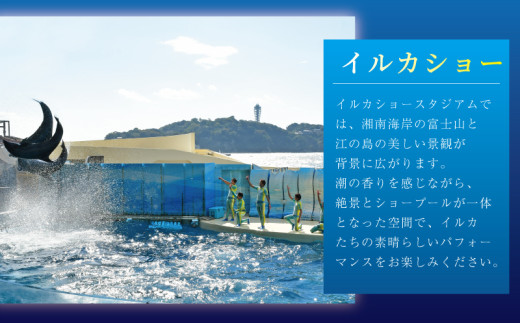 観光 水族館 チケット 新江ノ島水族館 年間 パスポート 引換券 (大人1枚+幼児1枚) 江ノ島 江の島 えのすい 利用券 券 体験チケット イルカショー 体験型 アクティビティ 入場券 前売り券 お出かけ 子ども 家族 旅行 トラベル 関東 すいぞくかん レジャー 株式会社新江ノ島水族館 神奈川 湘南 藤沢