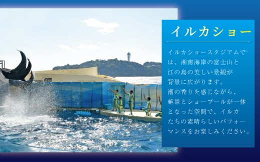 体験 水族館 新江ノ島水族館 えのすい ぬいぐるみ 付き 入場券 えのしま 江の島 大水槽 イルカ アシカ クラゲ あわたん チケット 前売 入場券 大人1枚 利用券 引換券 体験チケット 体験型 アクティビティ 前売り入場券 動物 カップル 家族 ファミリー お土産 ギフト プレゼント 神奈川 湘南 藤沢