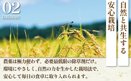 新米 先行予約 特Aランク 米 はるみ 5kg 令和8年 10月以降 順次発送 こめ 令和8年度産 甘い ツヤ キヌヒカリ コシヒカリ こしひかり しんまい kome ※ お米 白米 ご飯 ごはん 弁当 お弁当 おにぎり はくまい 精米 ブランド米 農家直送 数量限定 産地直送 藤沢洋蘭 神奈川 湘南 藤沢