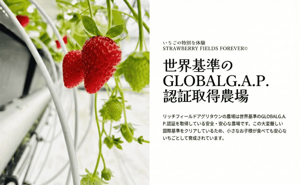 いちご狩り 1名様分 45分 体験チケット 10種類 食べ比べ 関東 予約 最新鋭 いちご 苺 ストロベリー ブランドいちご 採れたて 特別栽培 果物 入園券 券 カップル 夫婦 友人 友達 子連れ 休日 フルーツ フルーツ狩り 果物狩り アクセス お出かけ 思い出 観光 リッチフィールド株式会社 湘南 藤沢 神奈川