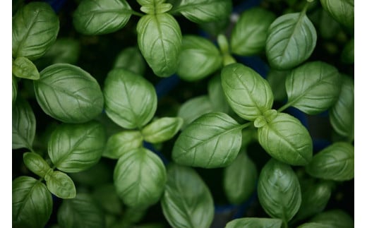 ピザ マルゲリータ 手作りピザ 冷凍ピザ 3枚 高糖度 フルーツトマト チーズ モッツァレラチーズ 朝採れ フレッシュ バジル トマト トマトソース 濃縮 tomato 野菜 やさい yasai 瞬間冷凍 定番 こだわり 農家 トマト農家 農園 農業 絶品 本格 ヘルシー 新鮮 健康 自然 神奈川 湘南 藤沢