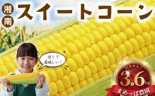 スイートコーン とうもろこし 3,6kg (9~11本) 先行予約 【2026年6月発送】 コーン 湘南産 トウモロコシ 湘南スイートコーン 採れたて とれたて 新鮮 ジューシー 甘い とうきび 国産 旬 野菜 やさい 冷蔵 食品 期間限定 まめっぱ農園 神奈川 湘南 藤沢