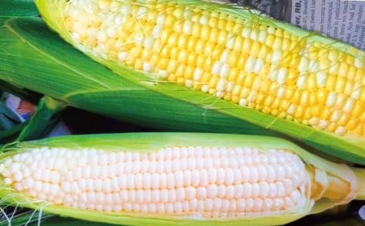 訳あり とうもろこし 計 10本 約 4 ～ 5kg おまかせ 雪の妖精 ミルフィーユ 訳アリ 訳有 朝採り とれたて トウモロコシ 先行予約 2026年6月発送 コーン 新鮮 ジューシー 甘い 美味い おやつ とうきび 国産 旬 夏野菜 野菜 やさい 数量限定 農家直送 産地直送 神奈川 湘南 藤沢 フロムベジ湘南
