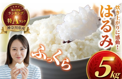 新米 先行予約 特Aランク 米 はるみ 5kg 令和8年 10月以降 順次発送 こめ 令和8年度産 甘い ツヤ キヌヒカリ コシヒカリ こしひかり しんまい kome ※ お米 白米 ご飯 ごはん 弁当 お弁当 おにぎり はくまい 精米 ブランド米 農家直送 数量限定 産地直送 藤沢洋蘭 神奈川 湘南 藤沢