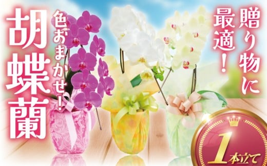胡蝶蘭 1本 立ち 色 おまかせ ( 濃ピンク 黄色 白 ) 藤沢洋蘭 鉢植え 鉢花 ラン 観葉植物 花 hana 10000円 蕾 蘭 洋ラン 洋蘭 生花 お花 お祝い お供え コチョウラン こちょうらん 冠婚葬祭 新築 開店 祝 ギフト プレゼント 贈答品 記念日 母の日 贈り物 母の日 誕生日 神奈川 湘南 藤沢