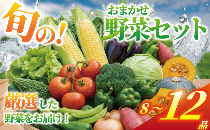 野菜 セット 8 ～ 12品 旬 の野菜 おまかせ セット お任せ 詰め合わせ 野菜セット やさい やさいセット yasai きゅうり トマト なす ねぎ さといも 小松菜 白菜 玉ねぎ とまと キュウリ ヤサイ 旬の野菜セット 新鮮 数量限定 亀井農園 神奈川 湘南 藤沢