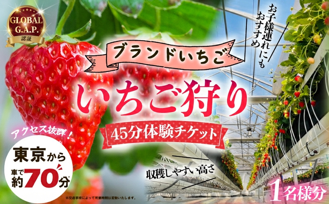 いちご狩り 1名様分 45分 体験チケット 10種類 食べ比べ 関東 予約 最新鋭 いちご 苺 ストロベリー ブランドいちご 採れたて 特別栽培 果物 入園券 券 カップル 夫婦 友人 友達 子連れ 休日 フルーツ フルーツ狩り 果物狩り アクセス お出かけ 思い出 観光 リッチフィールド株式会社 湘南 藤沢 神奈川