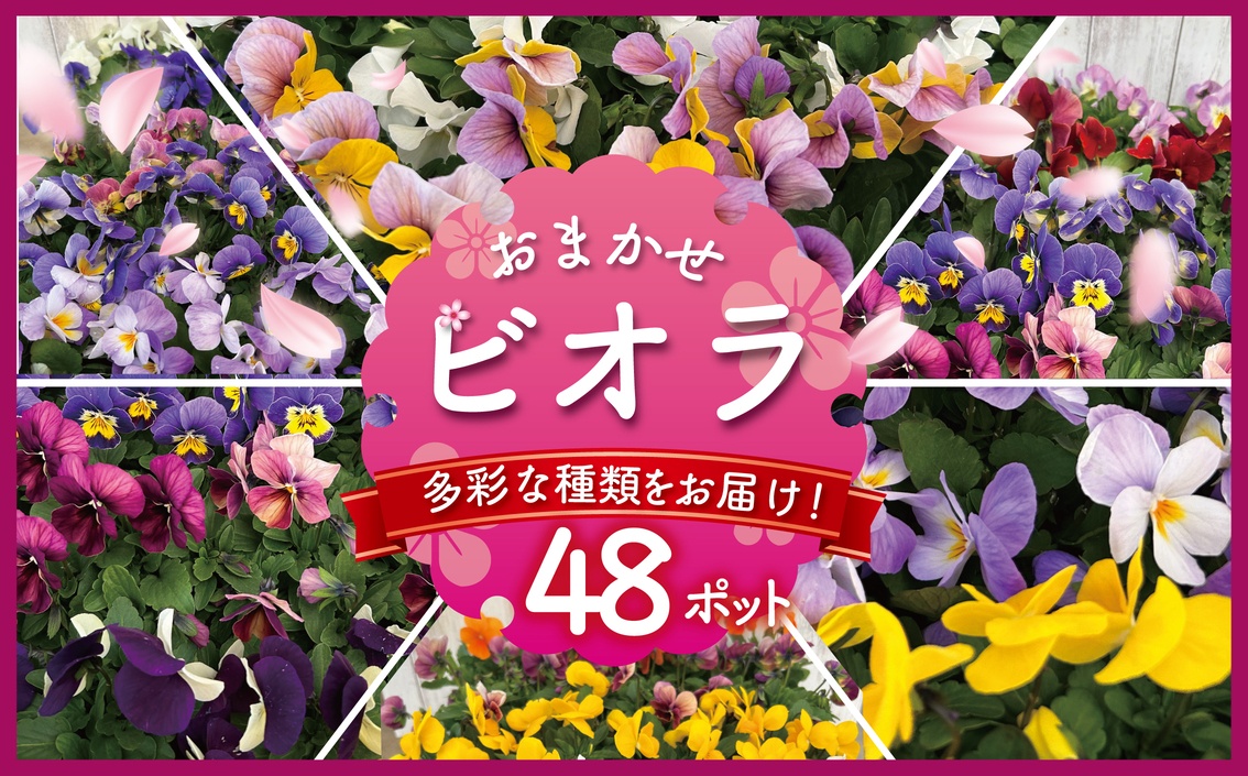 ビオラ おまかせ 48ポット 花 生産農場 直送 寄せ植え ガーデニング 観葉植物 緑 はな hana 苗 びおら ハナ hana biora グリーン ぐりーん DIY 生花 しょくぶつ アレンジメント スタンド花 プランター ガーデニング ベランダ 庭 季節の花 庭づくり 植物 渡辺花園 神奈川 湘南 藤沢