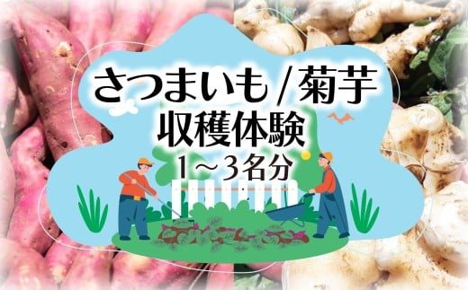 選べる 収穫体験 さつまいも 菊芋 1 ～ 3名 体験 芋掘り サツマイモ お土産 3kg お持ち帰り チケット 券 観光 レジャー 行楽シーズン 甘い スイーツ 秋の味覚 旬 やさい 野菜 アウトドア 自然 食育 子供 お子様 ファミリー カップル 親子 友達 素材 ブタイモ カライモ 農園 観光 神奈川 湘南 藤沢
