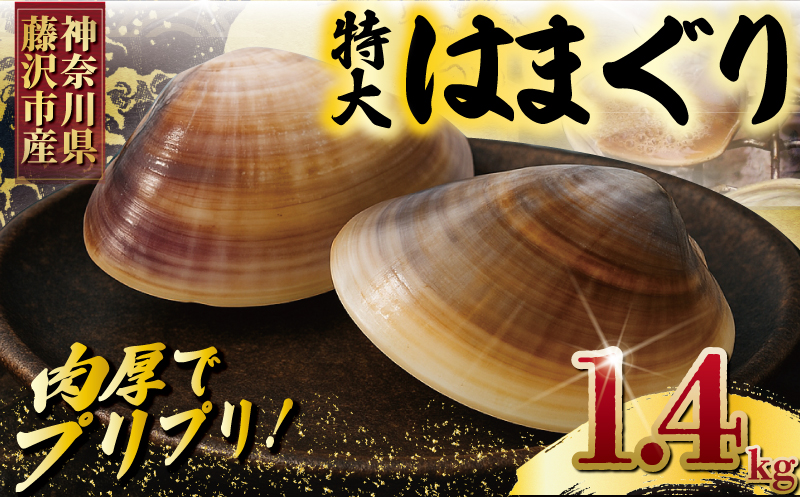 湘南はまぐり 蛤 大粒 約 1.4kg 砂抜き 済み LLサイズ ハマグリ 冷凍 魚介
