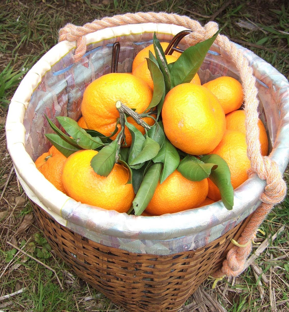 あきさわ園の土蔵熟成「蔵熟みかん」　10kg〈出荷時期:2025年12月1日出荷開始～2026年2月20日出荷終了〉【 みかん 神奈川県 小田原市 】