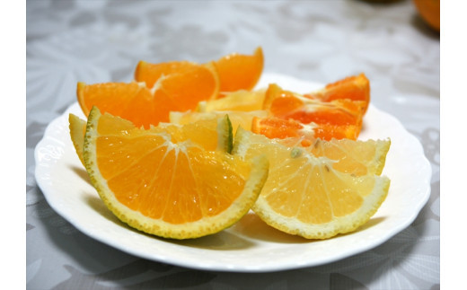 【先行予約】2月おすすめ柑橘詰め合わせ５kg箱＜出荷開始：2026年2月5日~2月25日＞【 フルーツ 神奈川県 小田原市 】