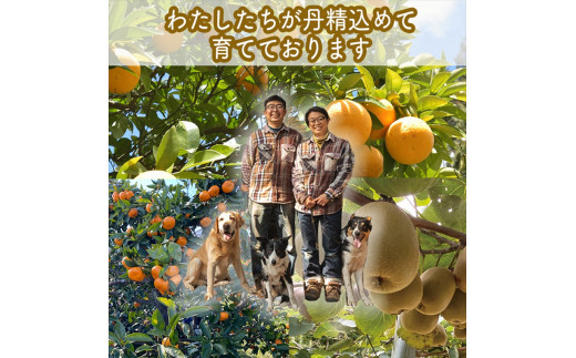 手づくりごっくんゼリー 10本セット 130ml みかん２種（グラニュー糖と粗糖）、 キウイ（グラニュー糖）【 家庭用 自宅用 贈答品 贈答用 ギフト お取り寄せ お中元 お歳暮 贈り物 お祝い 神奈川県 小田原市 】