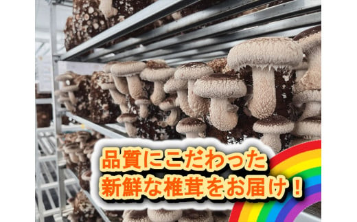 小田原産高級しいたけ「海の香・山の香」　　香り高く肉厚でみずみずしい　　500ｇお届け【 野菜 きのこ キノコ 茸 シイタケ しいたけ 贈答用 ご家庭でおすそ分け 神奈川県 小田原市 】