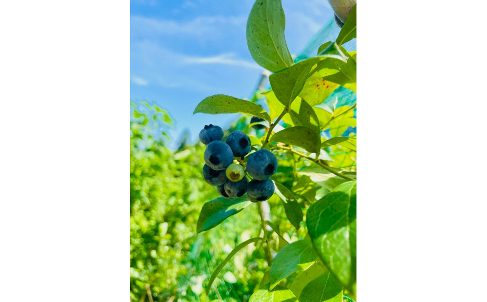 【農薬不使用】 手摘み生ブルーベリー 400g