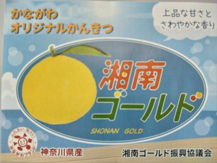 神奈川生まれの柑橘 「湘南ゴールド」( 露地栽培)＜出荷開始：2024年3