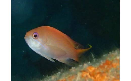 気軽に水中散歩！スノーケリング＆体験ダイビング【1回】【シュノーケリング レンタル ダイビングスクール 送迎付き スノーケリング＆体験ダイビング招待券　1名様分 小田原の海 魚 体験ダイビング 神奈川県 小田原市 】