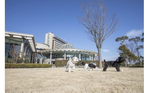 ワンちゃんと一緒にステイヒルトンドッグフレンドリールーム素泊まり（平日）【オーシャンビュー フィットネス 天然温泉大浴場 バーデゾーン 朝食ビュッフェ 都心から１時間のリゾート ヒルトン 神奈川県 小田原市 】