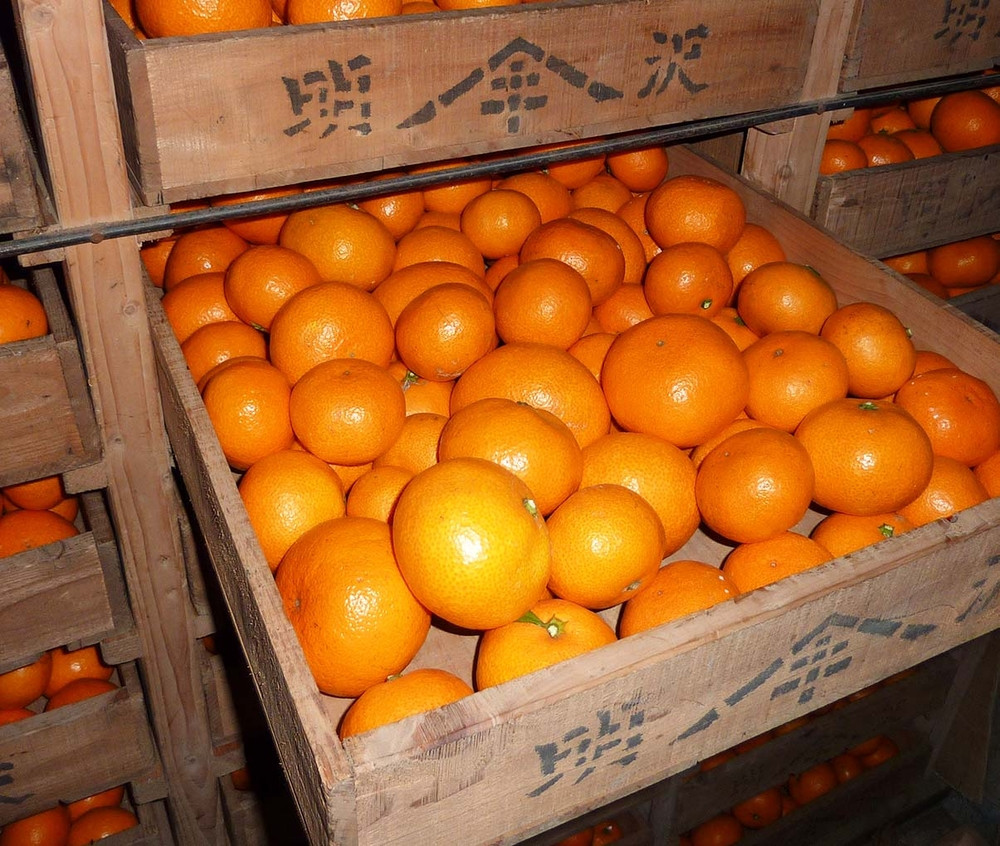 あきさわ園の木なり完熟みかん　10kg〈出荷時期:2025年11月1日出荷開始～2025年12月15日出荷終了〉【 みかん 神奈川県 小田原市 】