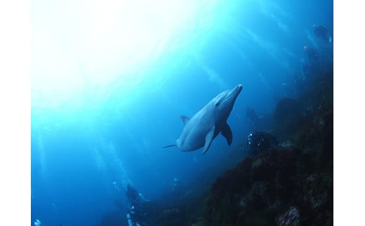 小田原ダイビングスクール 共通クーポン券 225,000円分