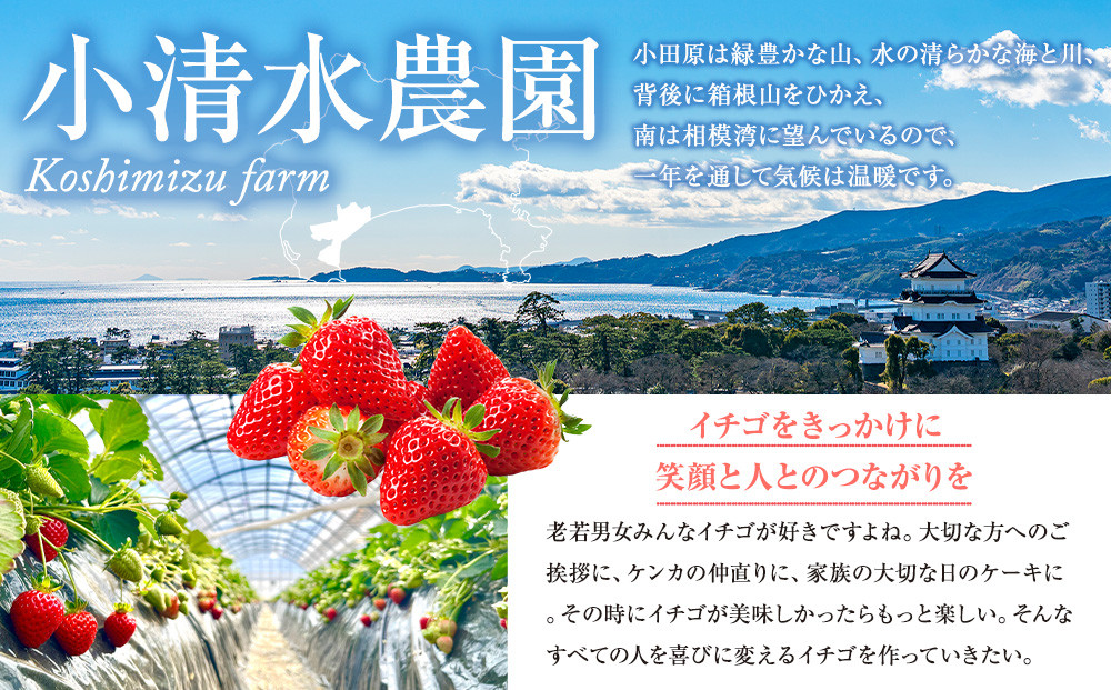 いちご狩り　入場券　2名様　食べ放題30分