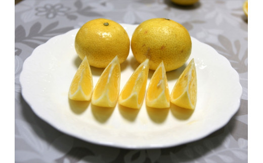 【先行予約】湘南ゴールド　３kg箱（MIXサイズ）＜出荷開始：2026年3月1日~3月31日＞【 フルーツ 神奈川県 小田原市 】