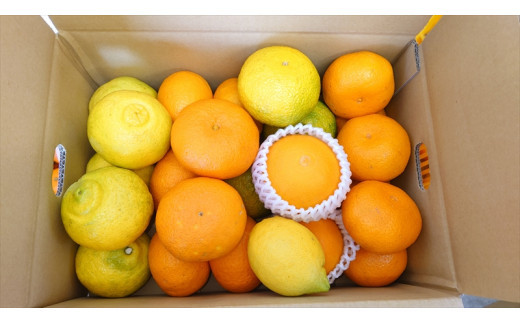 【先行予約】3月おすすめ柑橘詰め合わせ５kg箱＜出荷開始：2026年3月5日~3月25日＞【 フルーツ 神奈川県 小田原市 】