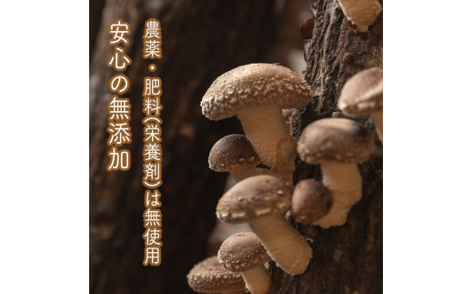 峯セット　しいたけ味噌≪お得サイズ≫　190ｇ×３本【 家庭用 自宅用 贈答品 贈答用 ギフト お取り寄せ お中元 お歳暮 贈り物 お祝い 神奈川県 小田原市 】