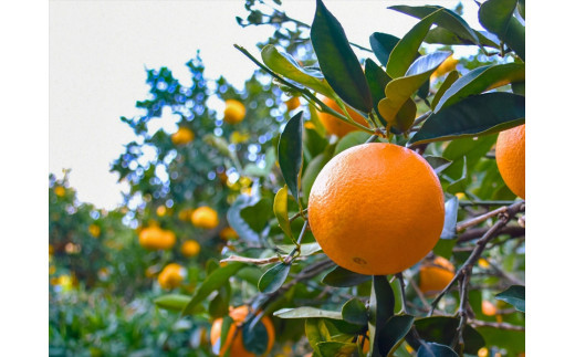 小田原産江之浦みかんスパークリング果汁入り飲料果汁５０％２００ml１２本