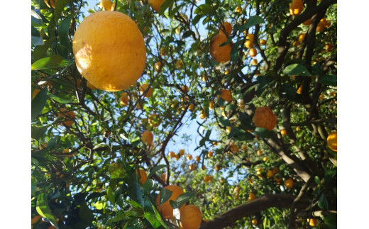 【定期便 6回】 小田原産江之浦あなまつスパークリング果汁入り飲料果汁５０％２００ml３０本