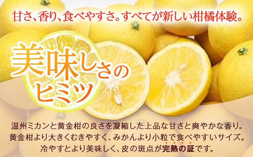 〈希少商品〉神奈川生まれの柑橘 「湘南ゴールド」( 露地栽培)＜出荷開始：２０２６年３月６日出荷開始～２０２６年３月３１日出荷終了＞【フルーツ オレンジ 果物 柑橘 贈答用 家庭用 自宅用  神奈川県小田原市】