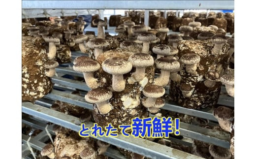 小田原産高級しいたけ「海の香・山の香」　　香り高く肉厚でみずみずしい　　500ｇお届け【 野菜 きのこ キノコ 茸 シイタケ しいたけ 贈答用 ご家庭でおすそ分け 神奈川県 小田原市 】