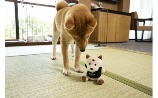 ワンちゃんと一緒にステイヒルトンドッグフレンドリールーム素泊まり（平日）【オーシャンビュー フィットネス 天然温泉大浴場 バーデゾーン 朝食ビュッフェ 都心から１時間のリゾート ヒルトン 神奈川県 小田原市 】