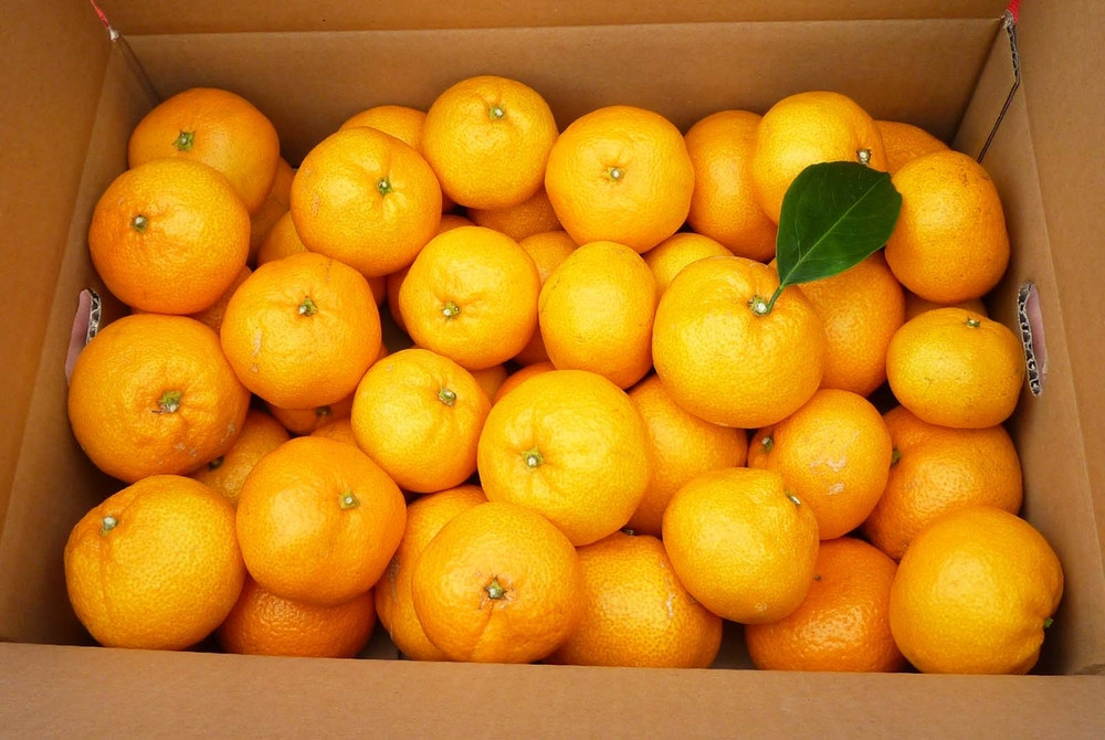 あきさわ園の土蔵熟成「蔵熟みかん」　10kg〈出荷時期:2025年12月1日出荷開始～2026年2月20日出荷終了〉【 みかん 神奈川県 小田原市 】