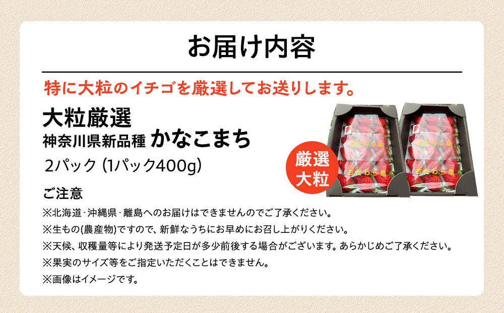 大粒厳選　神奈川県新品種「かなこまち」　完熟イチゴ　苺　2パック入り