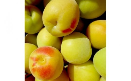 【樹上完熟】 小田原十郎梅の三年熟成梅干 限定手包み 5瓶入【ウメボシ うめぼし 梅干 梅 ウメ お家用 贈答用 贈り物 完熟 国産 手包み 大粒 神奈川県 小田原市 】