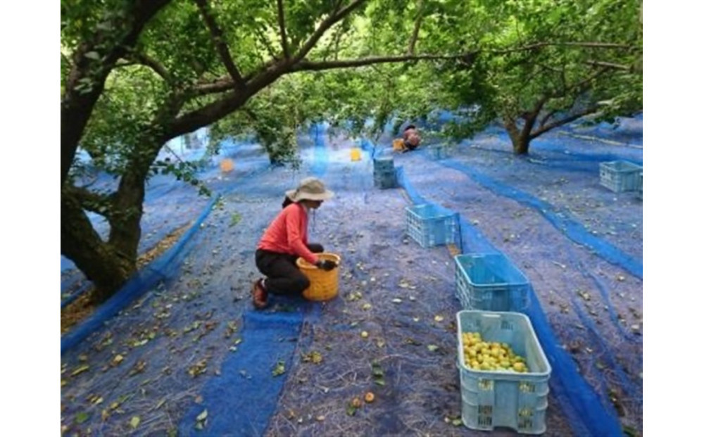 三年漬梅干　袋入り