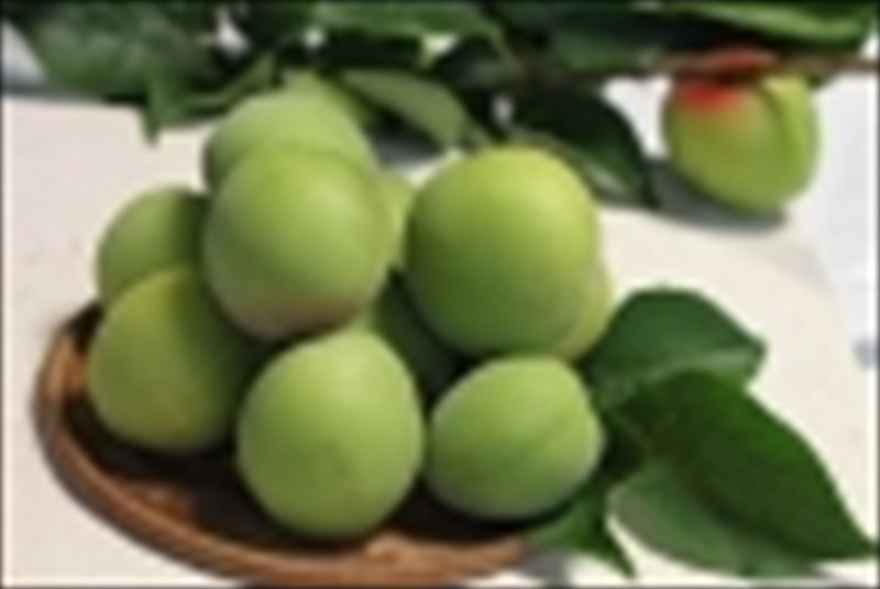 小田原老舗和菓子店の手づくり小田原梅の生ようかん【和菓子店 手作りようかん 小田原梅の生ようかん  職人の手作り 銘菓　梅 和スイーツ  神奈川県 小田原市 】