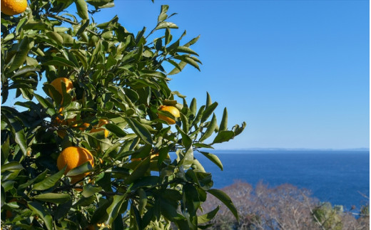 【定期便 9回】 小田原産江之浦みかんスパークリング果汁入り飲料果汁５０％２００ml３０本